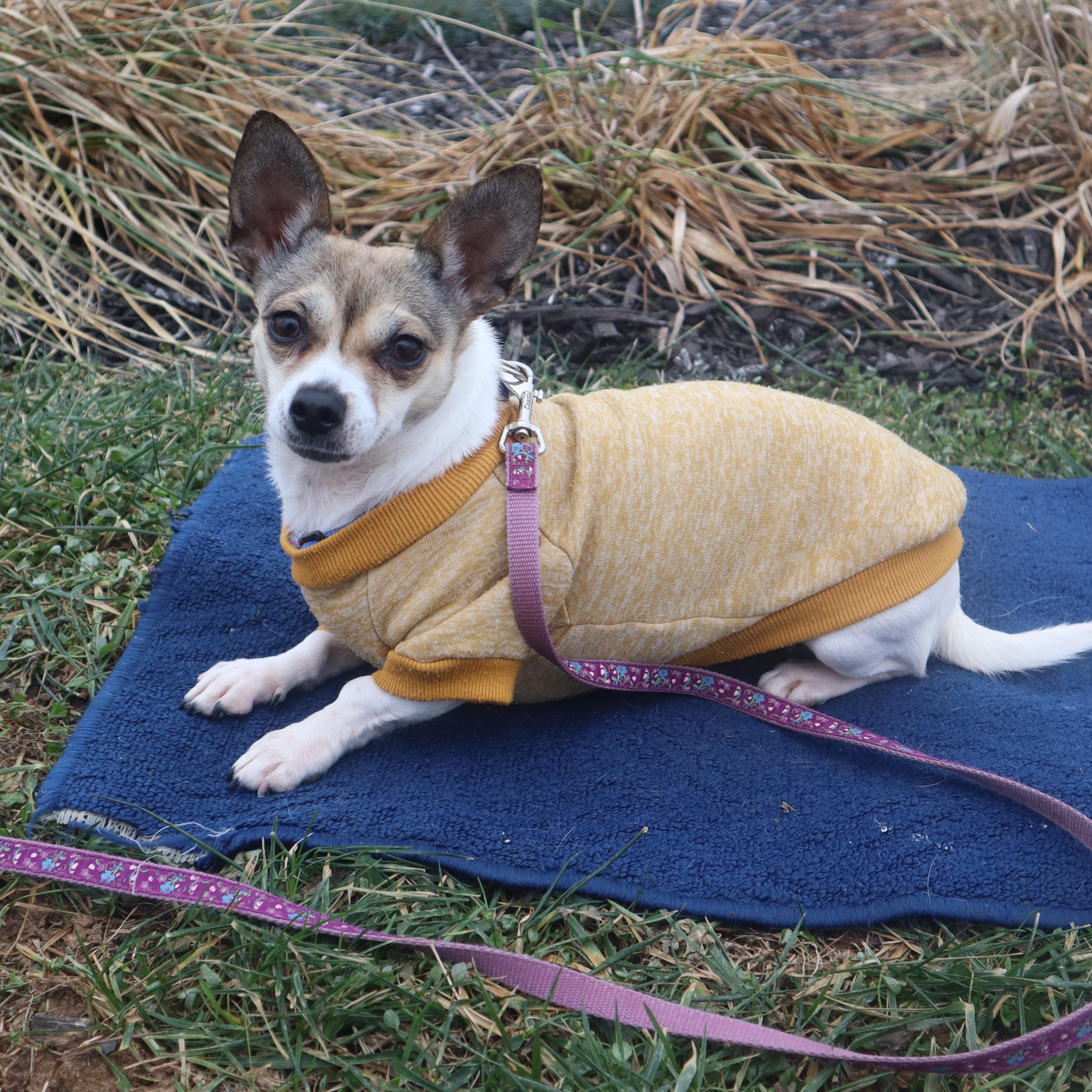 Phoebe, adopted, Adult Female Chihuahua & Jack Russell Terrier.