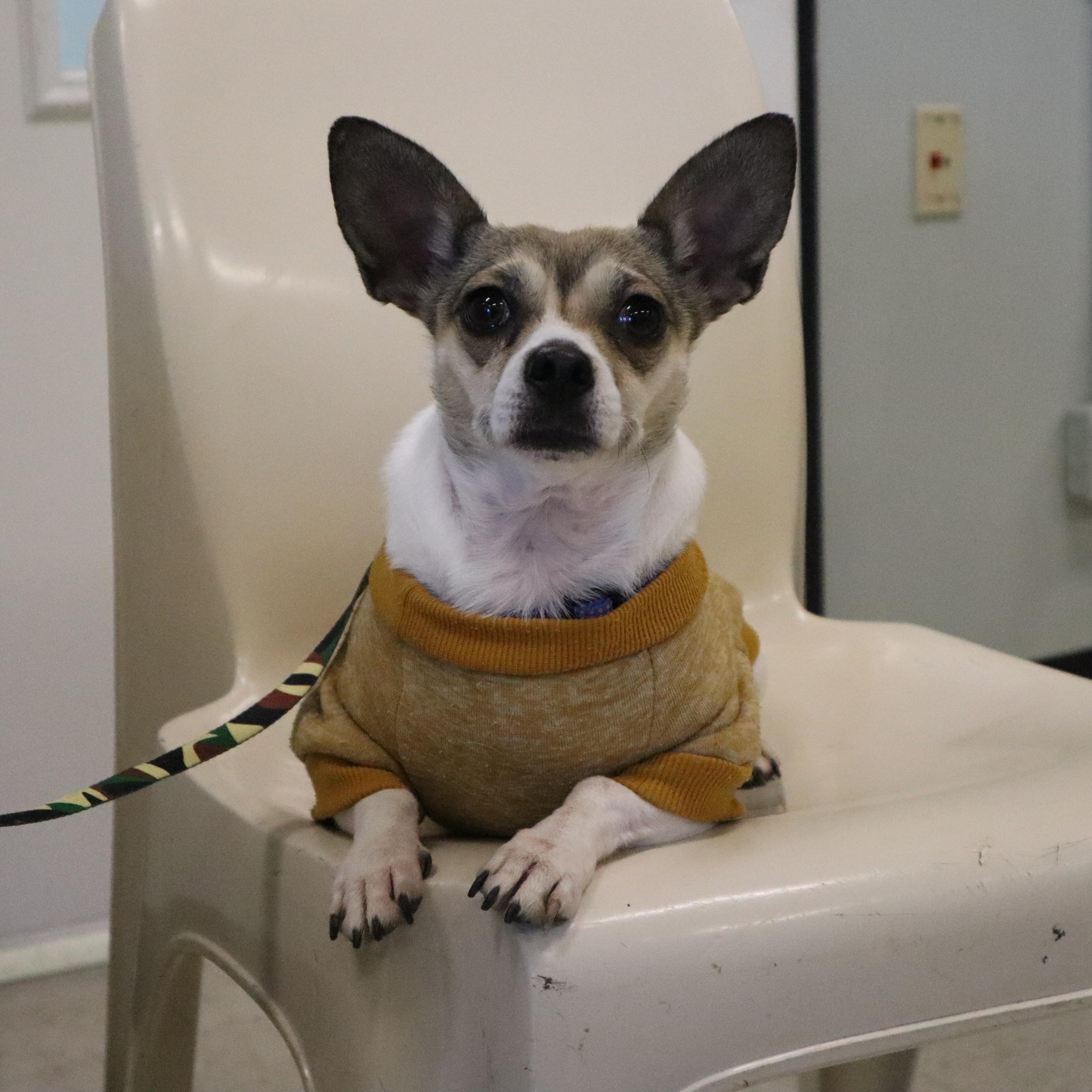 Phoebe, an adopted mixed breed in Goshen, KY image 4/4