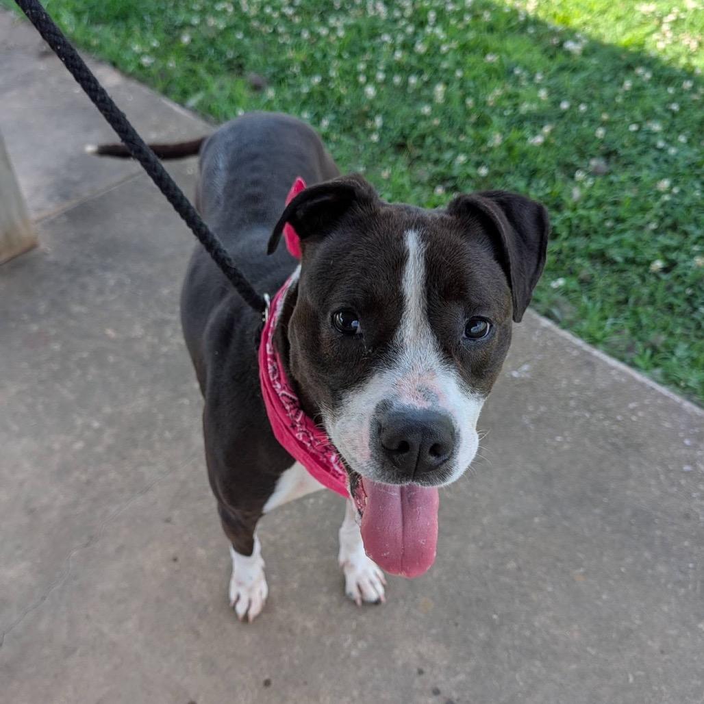 Harley, a Adoptable Mixed Breed in Columbiana, AL image 1/6