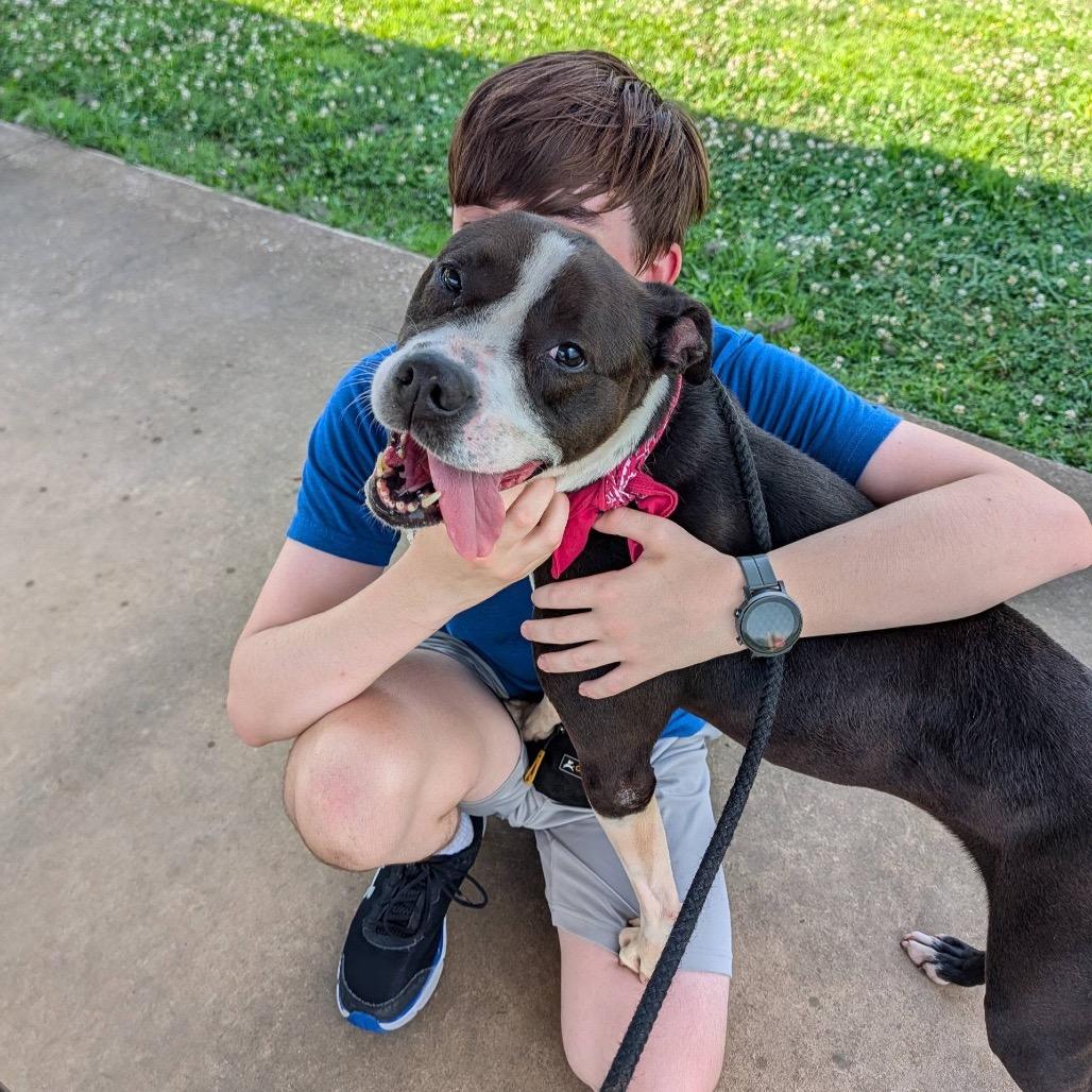 Harley, a Adoptable Mixed Breed in Columbiana, AL image 2/6