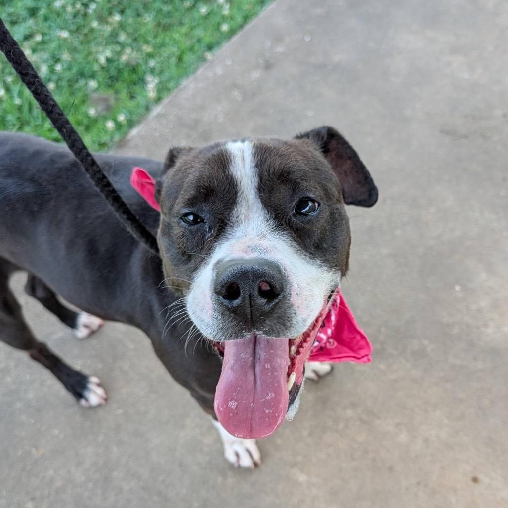 Harley, a Adoptable Mixed Breed in Columbiana, AL image 3/6
