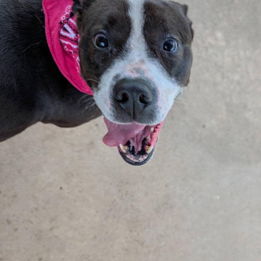 Harley, a Adoptable Mixed Breed in Columbiana, AL image 4/6