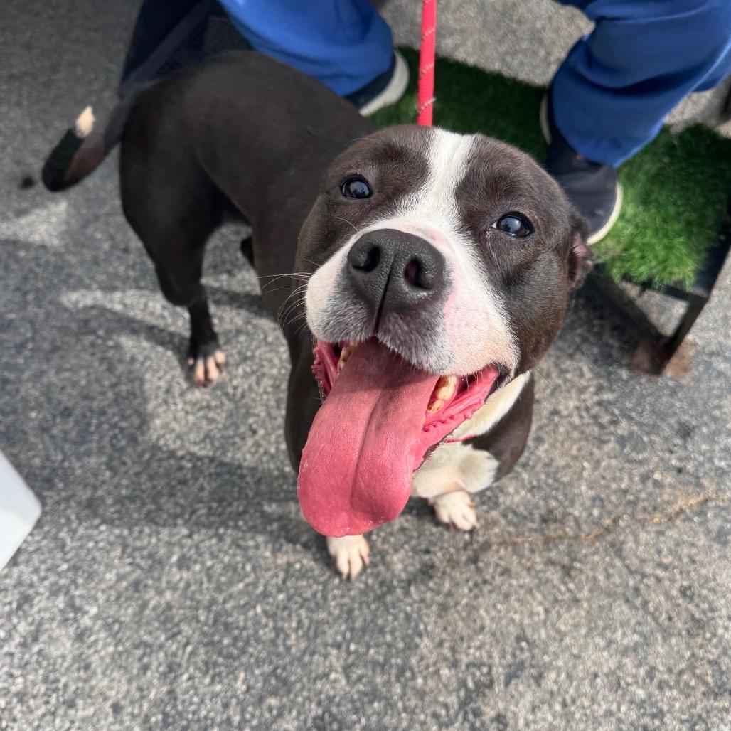 Harley, Adoptable, Adult Female Mixed Breed.