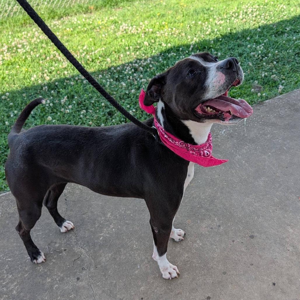 Harley, a Adoptable Mixed Breed in Columbiana, AL image 6/6