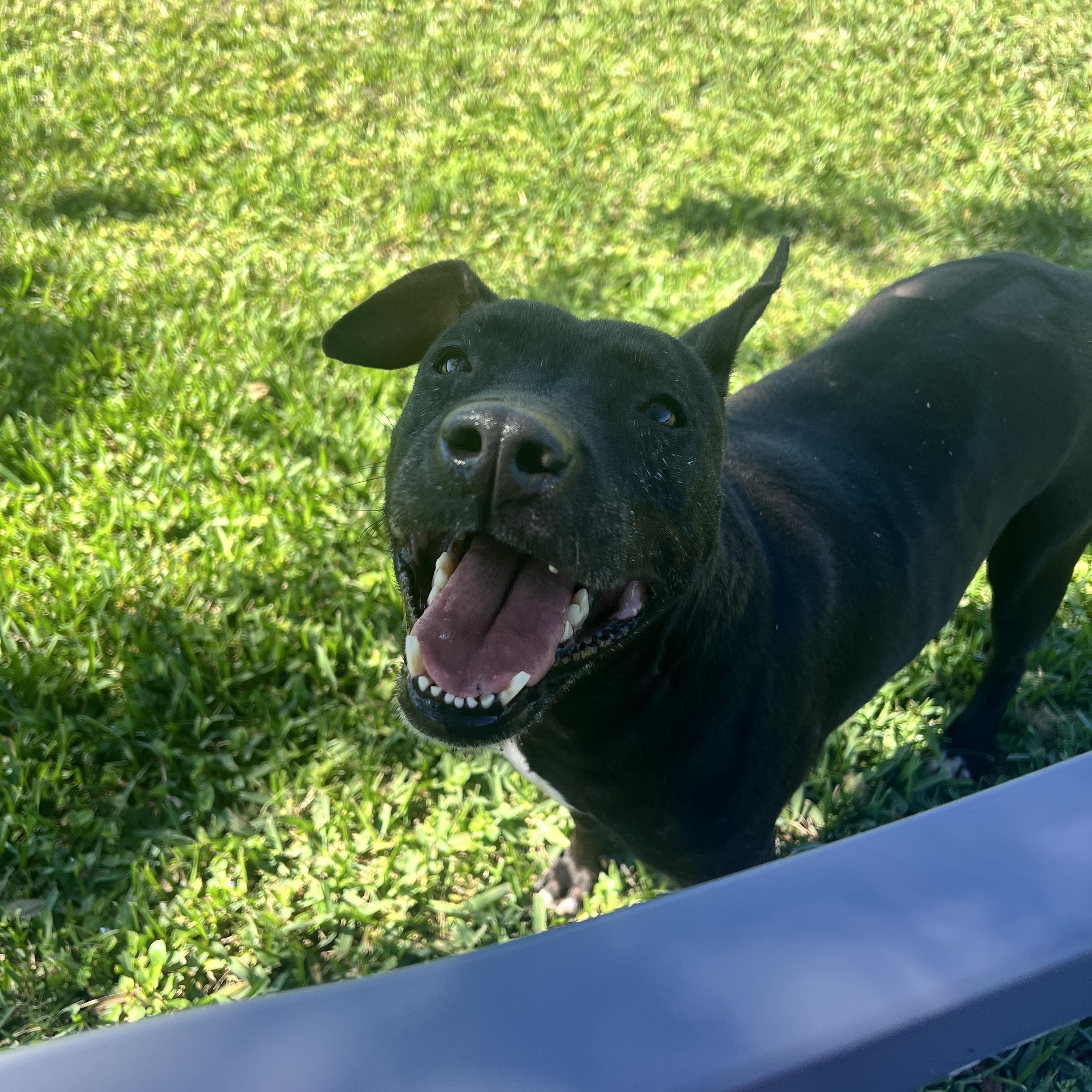 Enlarge Lola, a Adoptable mixed breed in palm bay, FL image 1/4