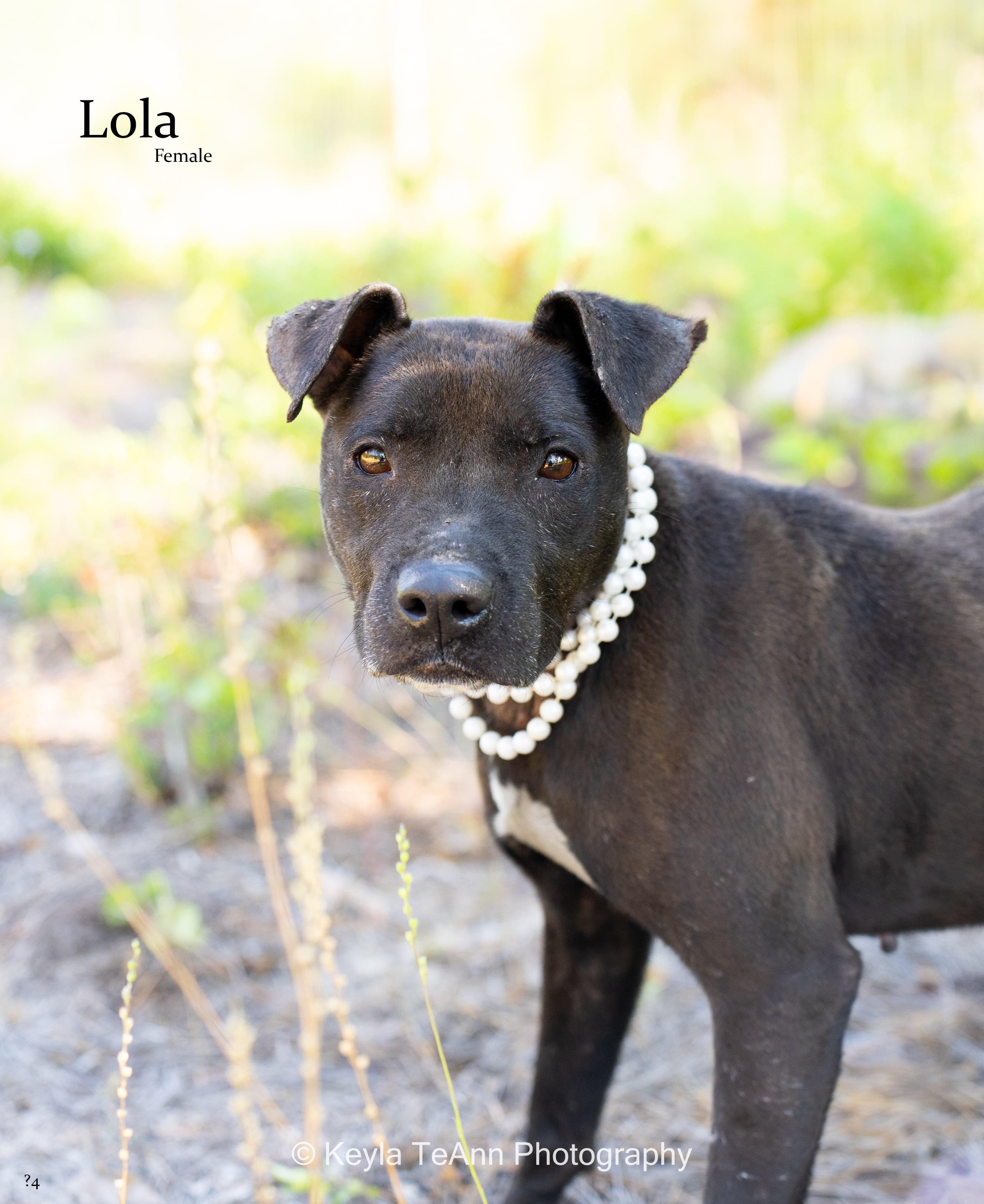 Enlarge Lola, a Adoptable mixed breed in palm bay, FL image 3/4
