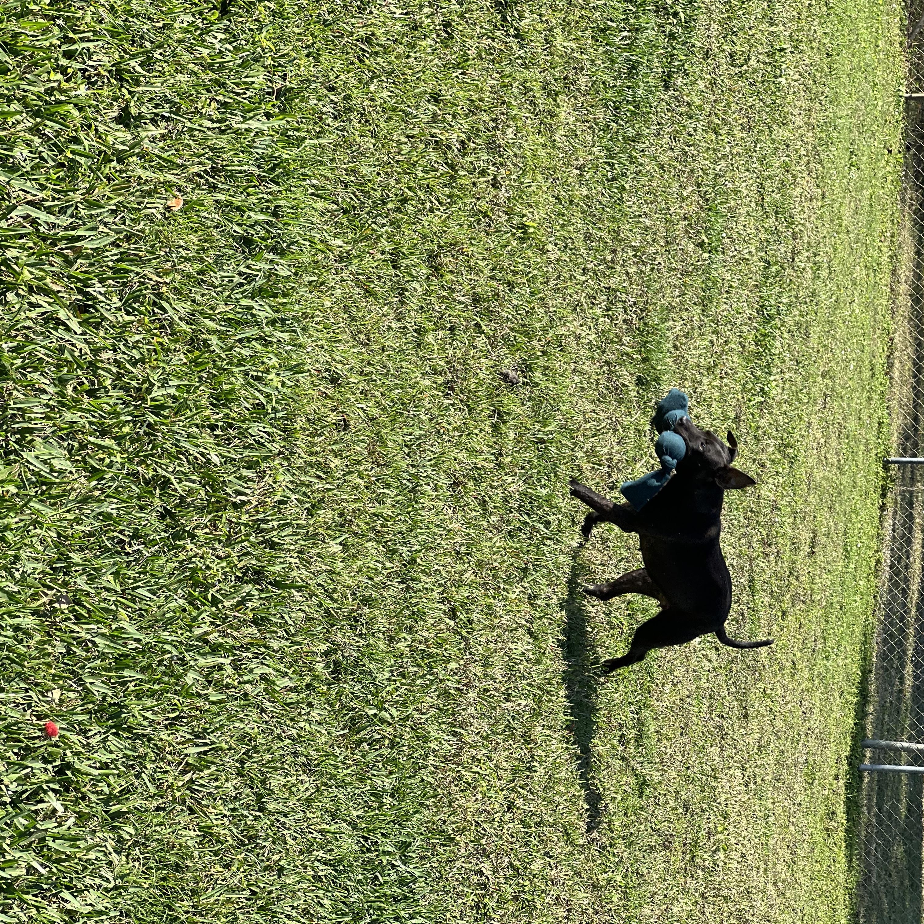 Enlarge Lola, a Adoptable mixed breed in palm bay, FL image 4/4