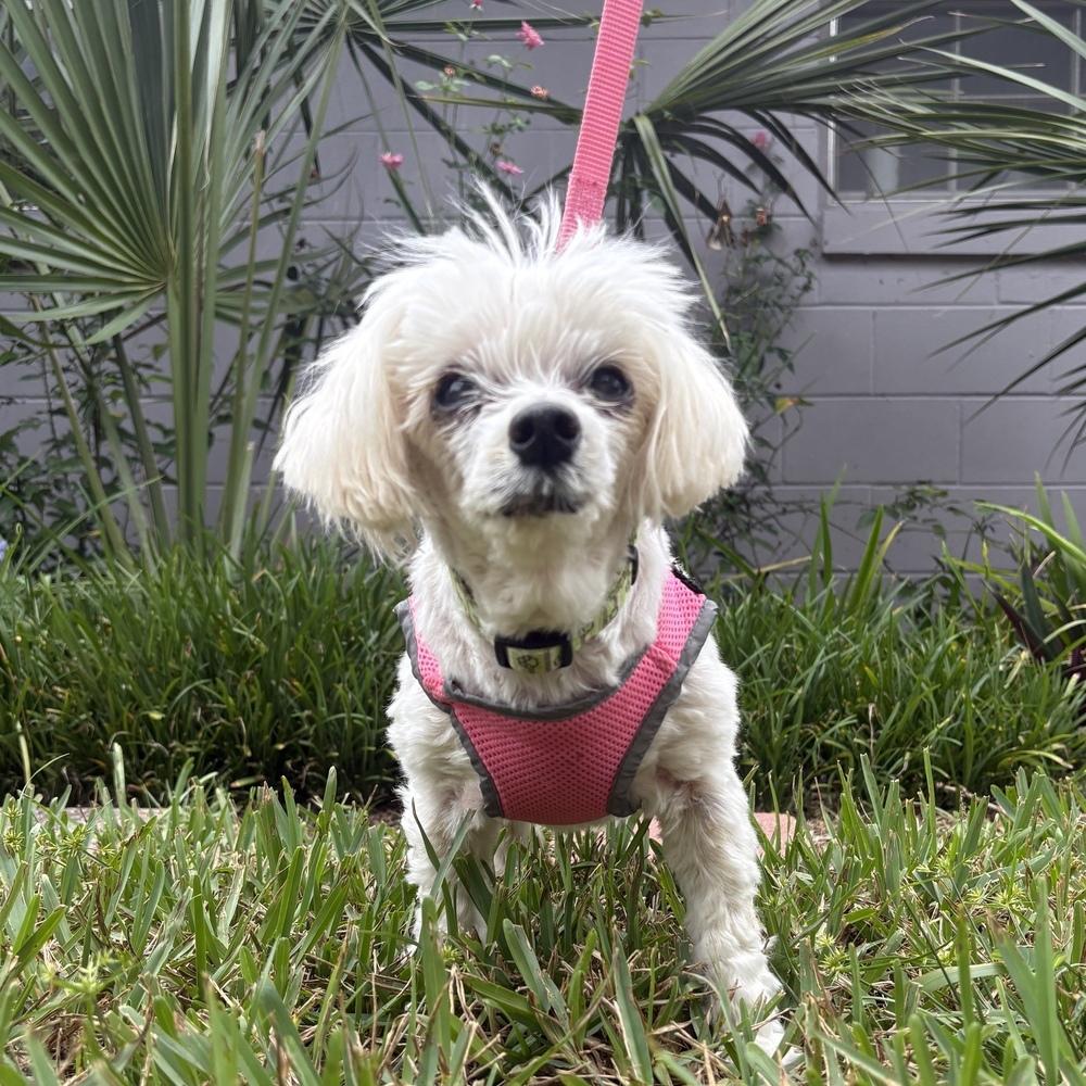Daisy, Adoptable, Senior Female Maltese & Poodle.