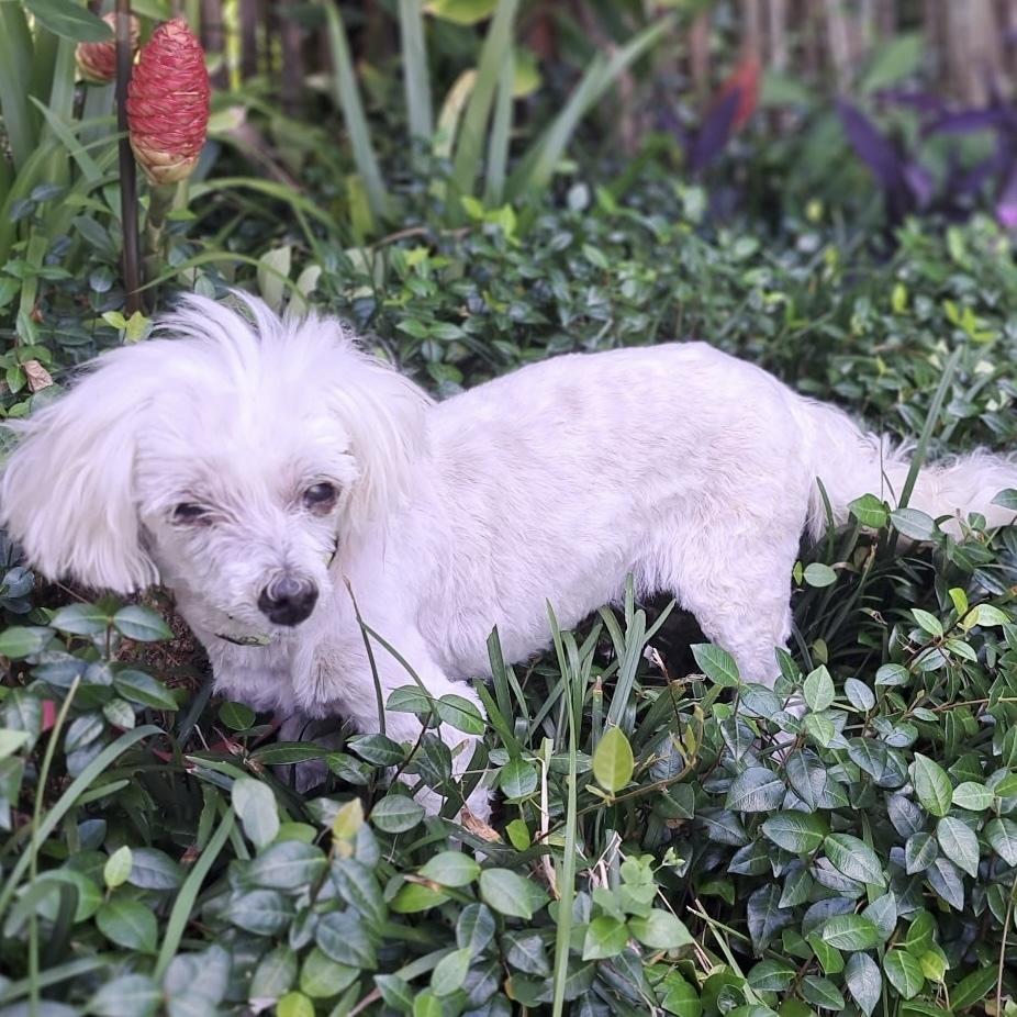Enlarge Daisy, a Adoptable mixed breed in Orlando, FL image 2/6