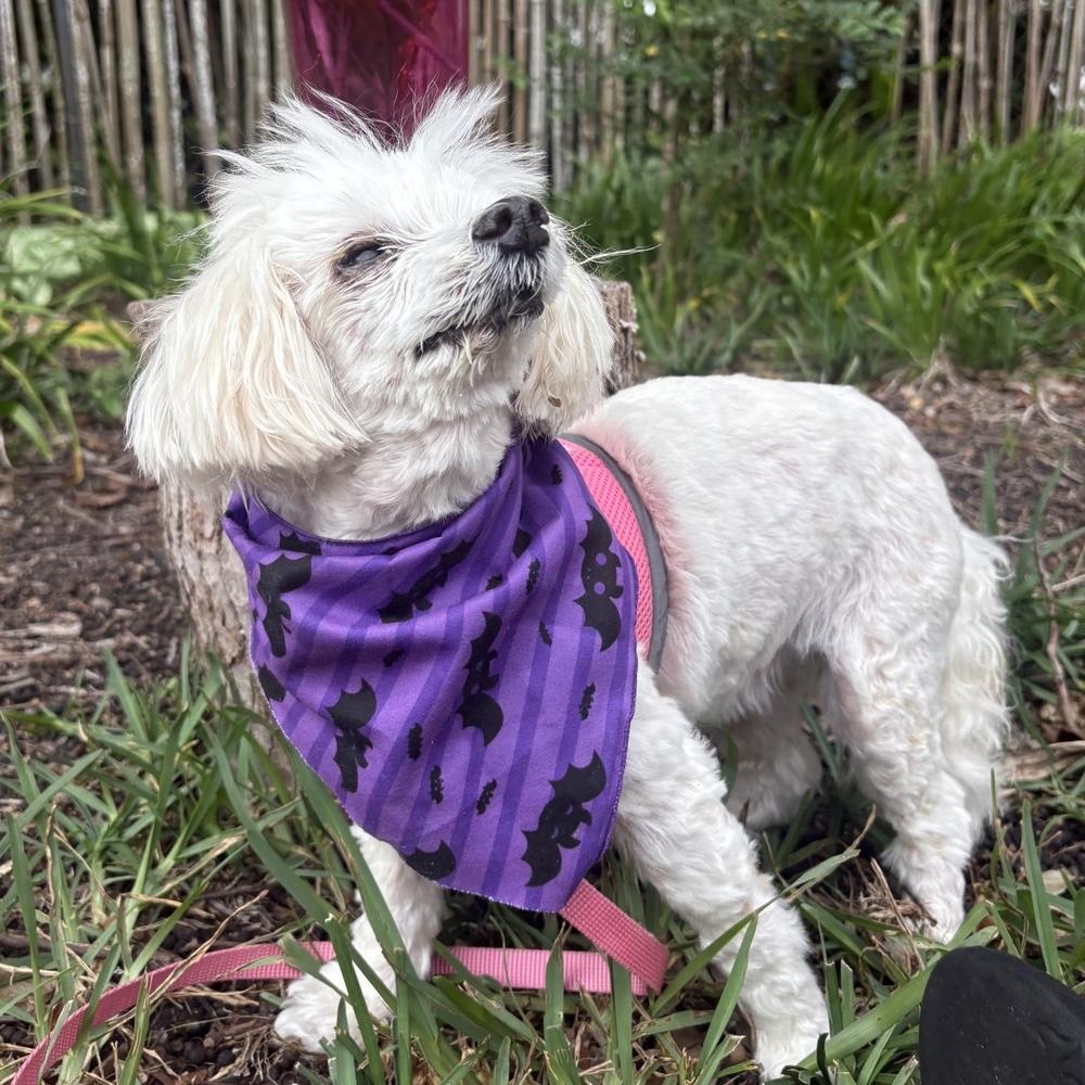 Enlarge Daisy, a Adoptable mixed breed in Orlando, FL image 3/6