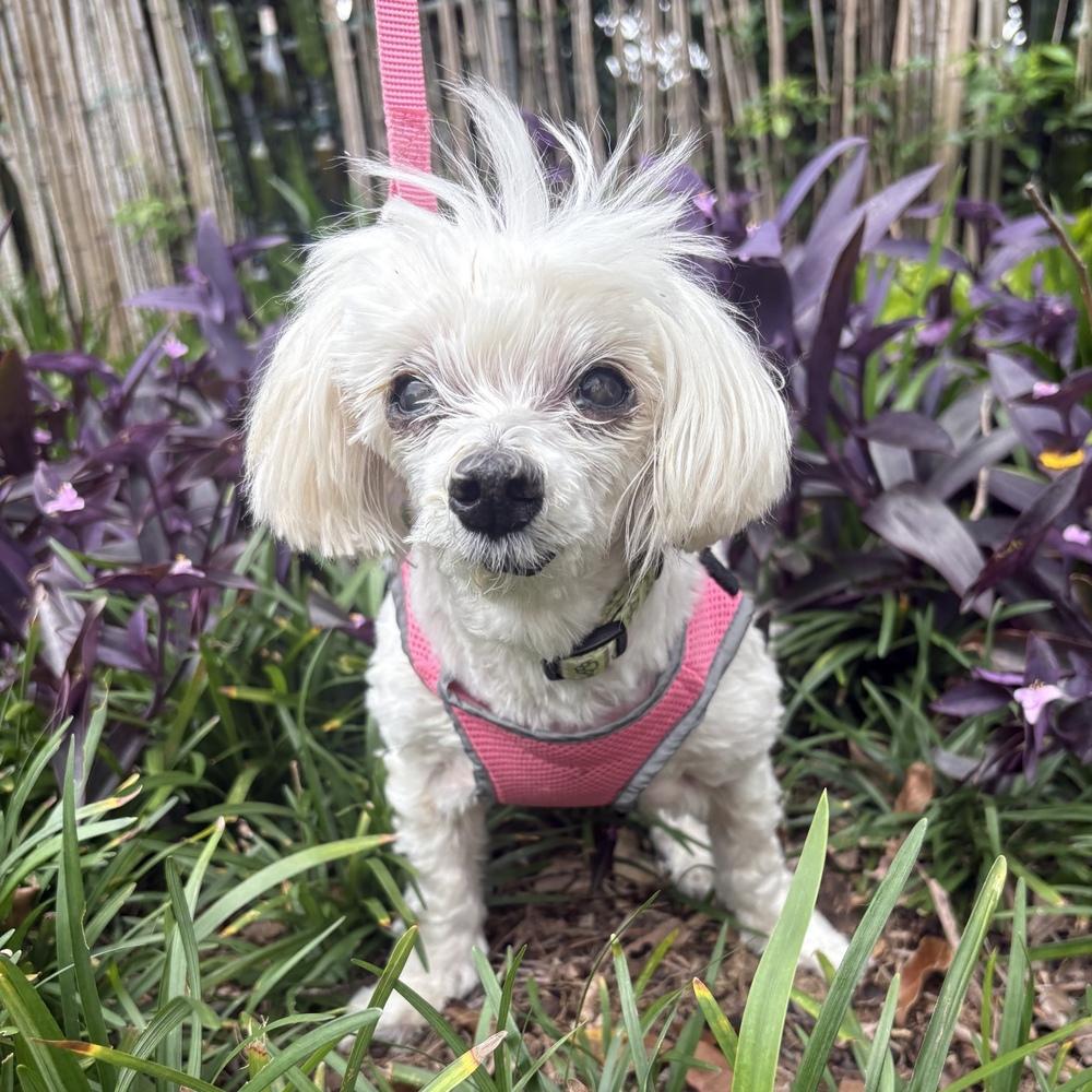 Enlarge Daisy, a Adoptable mixed breed in Orlando, FL image 4/6