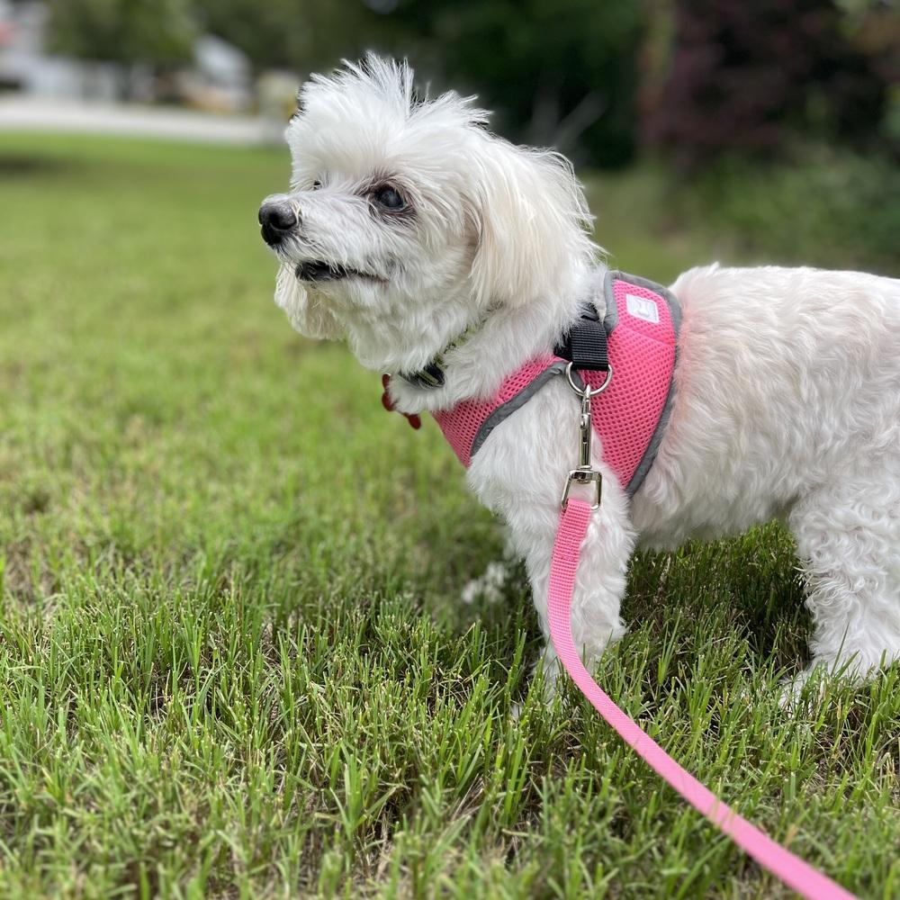 Enlarge Daisy, a Adoptable mixed breed in Orlando, FL image 5/6