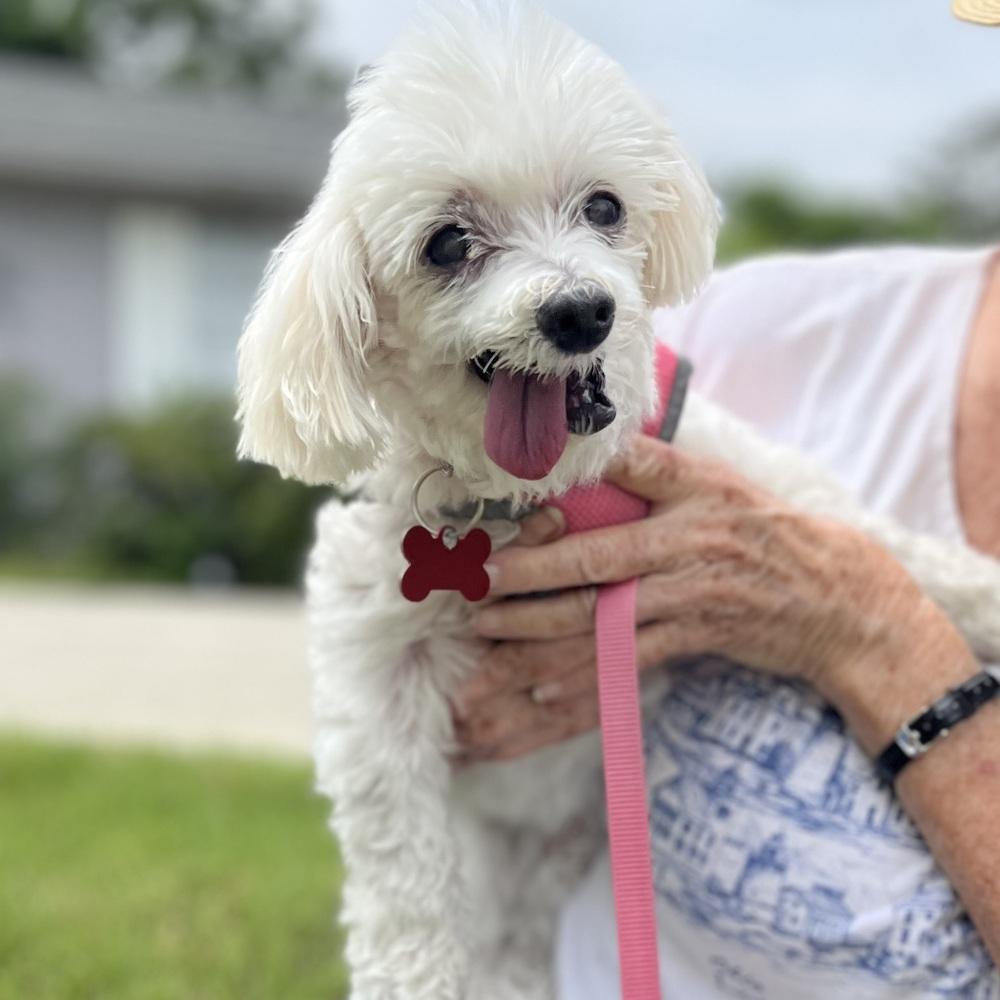 Enlarge Daisy, a Adoptable mixed breed in Orlando, FL image 6/6