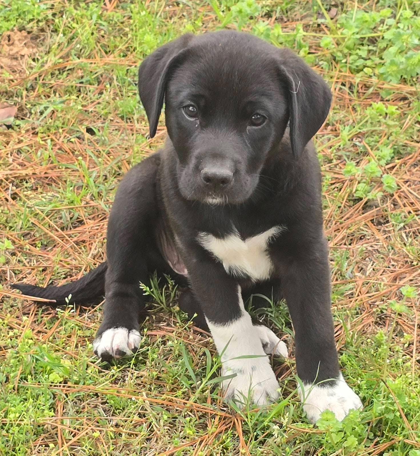 Licorice — thumbnail 2