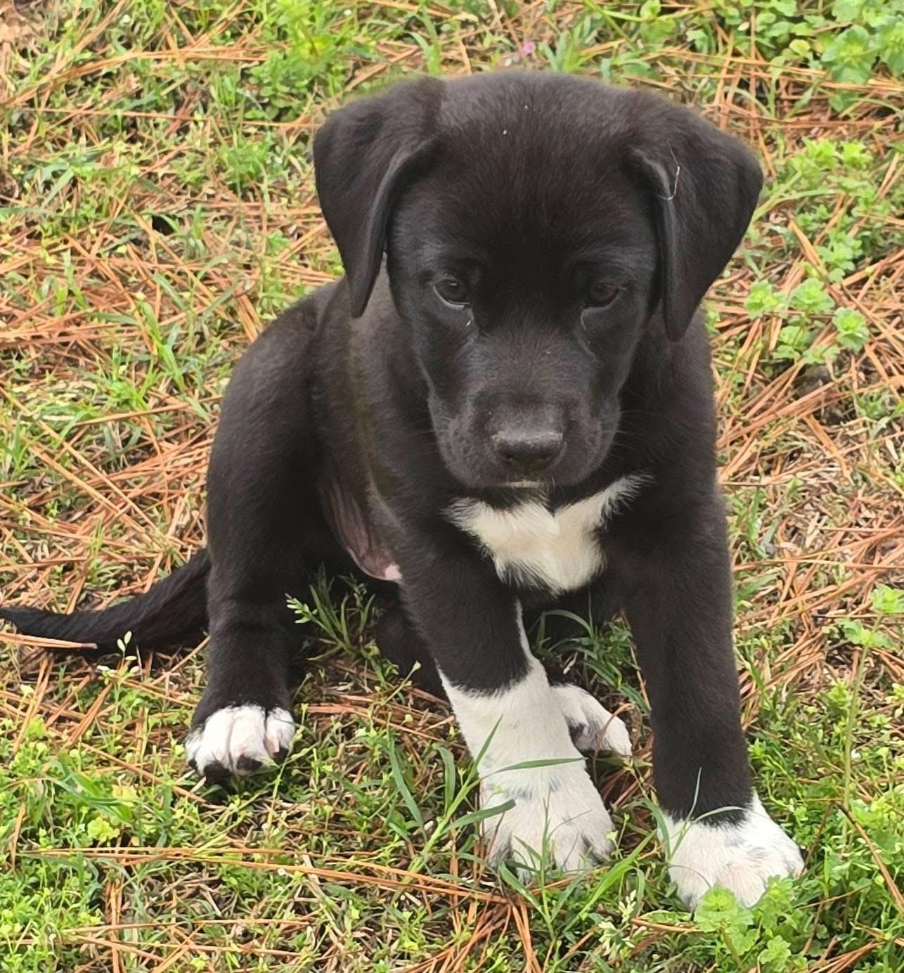 Licorice — thumbnail 3