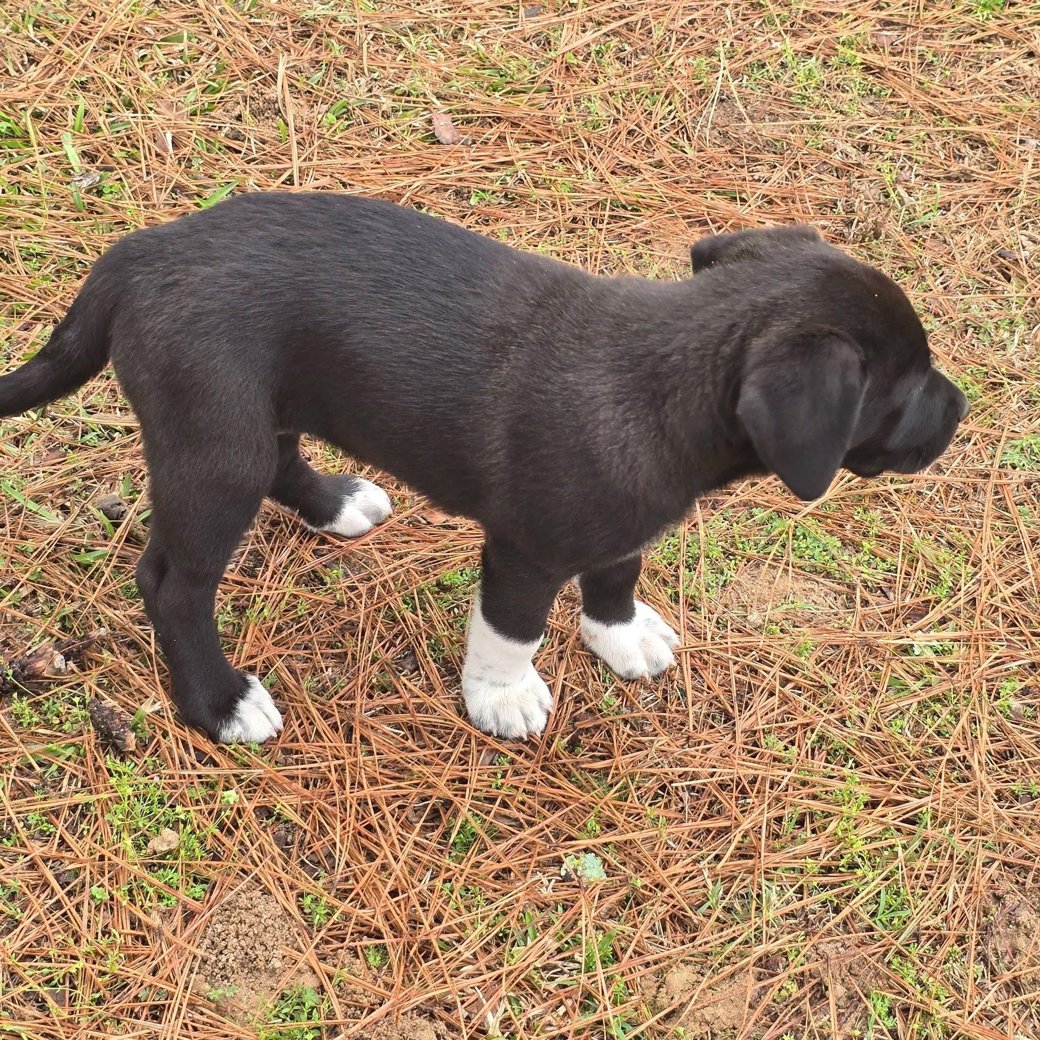 Licorice — thumbnail 4