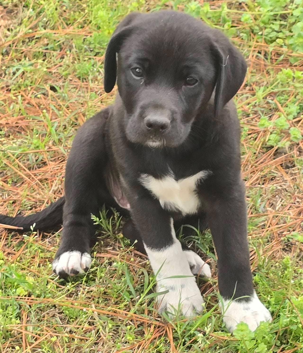 Licorice — thumbnail 5