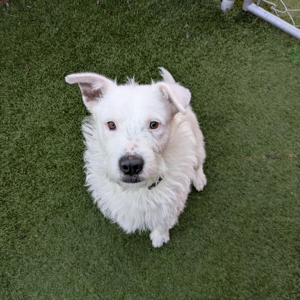 Enlarge Birdie, a Adoptable mixed breed in Buellton, CA image 1/2