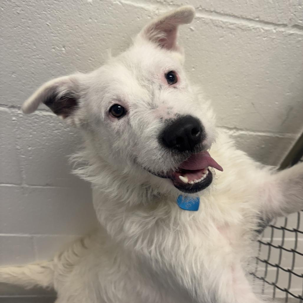 Enlarge Birdie, a Adoptable mixed breed in Buellton, CA image 2/2