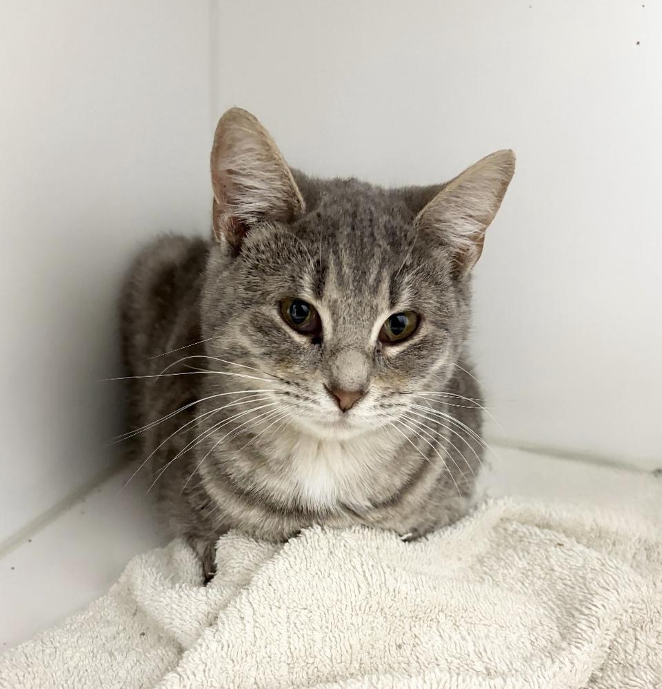 Enlarge Lindy, a Adoptable Domestic Short Hair in Rochester, IN image 1/1