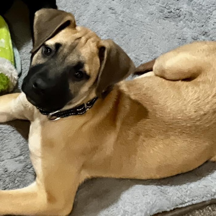 Enlarge Belvedere, an adopted mixed breed in Racine, WI image 3/3