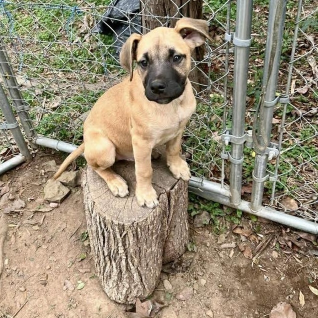 Belvedere, adopted, Young Male Great Dane.
