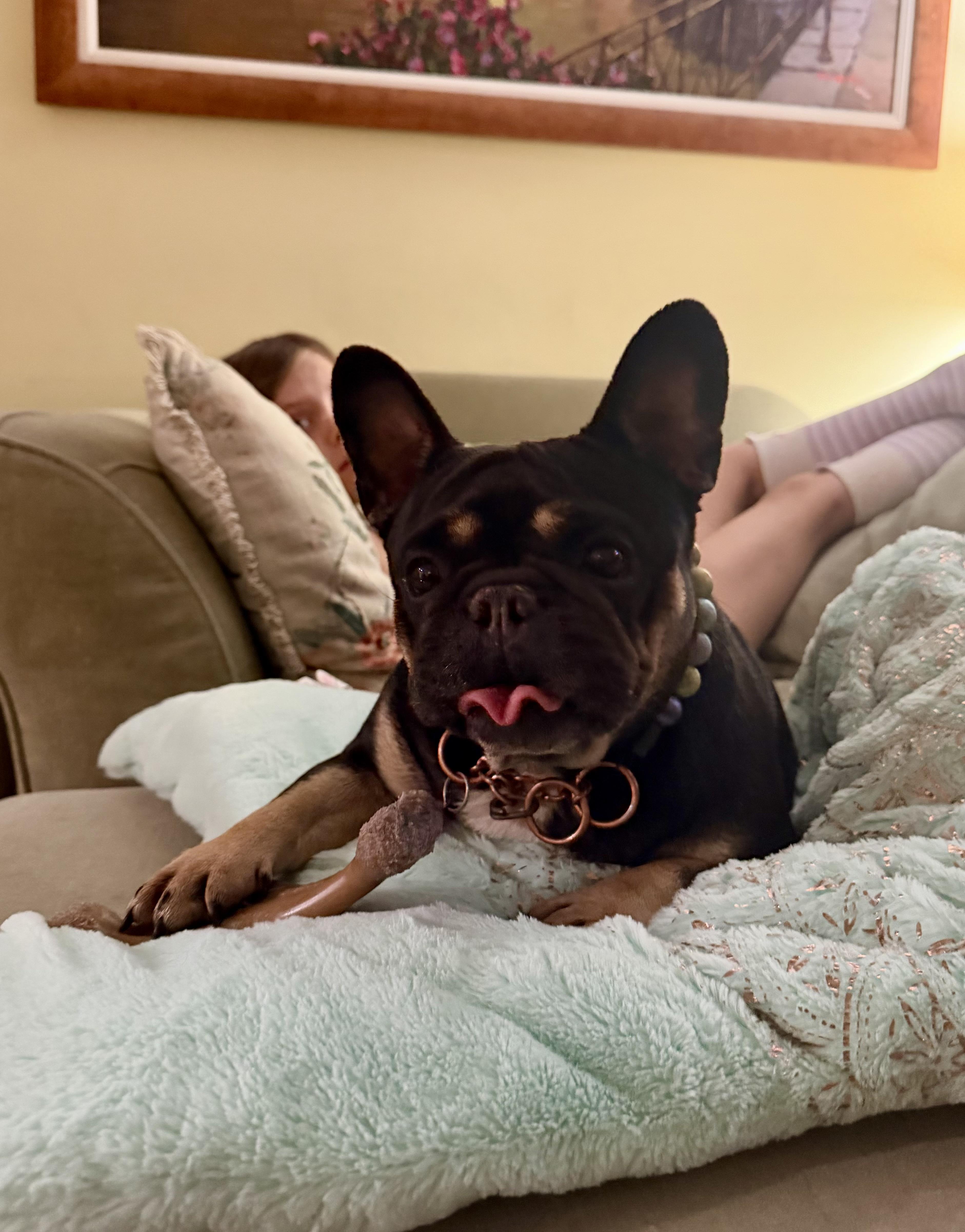 Pippa, Adoptable, Adult Female French Bulldog.