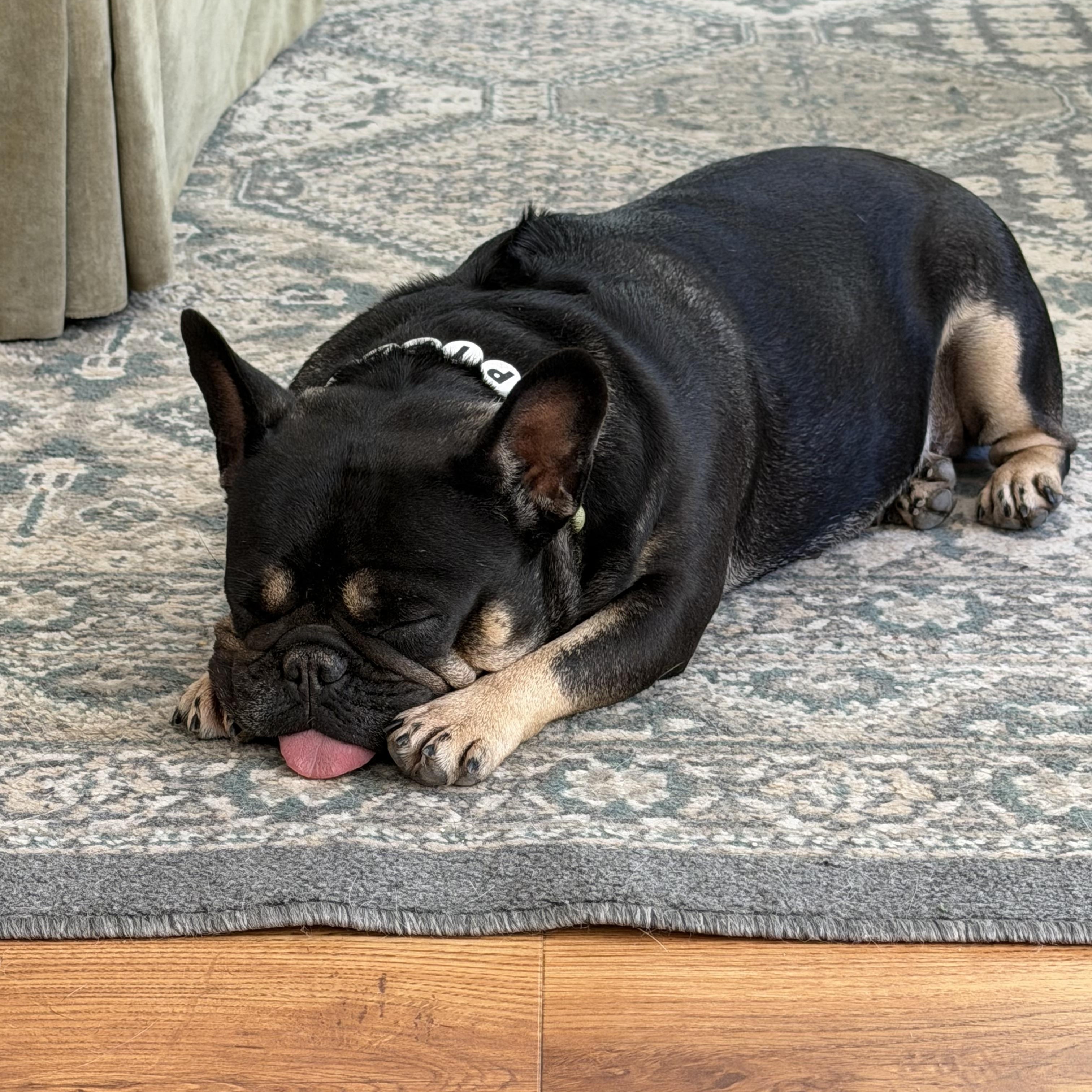 Enlarge Pippa, a Adoptable French Bulldog in Warrenton, VA image 3/5