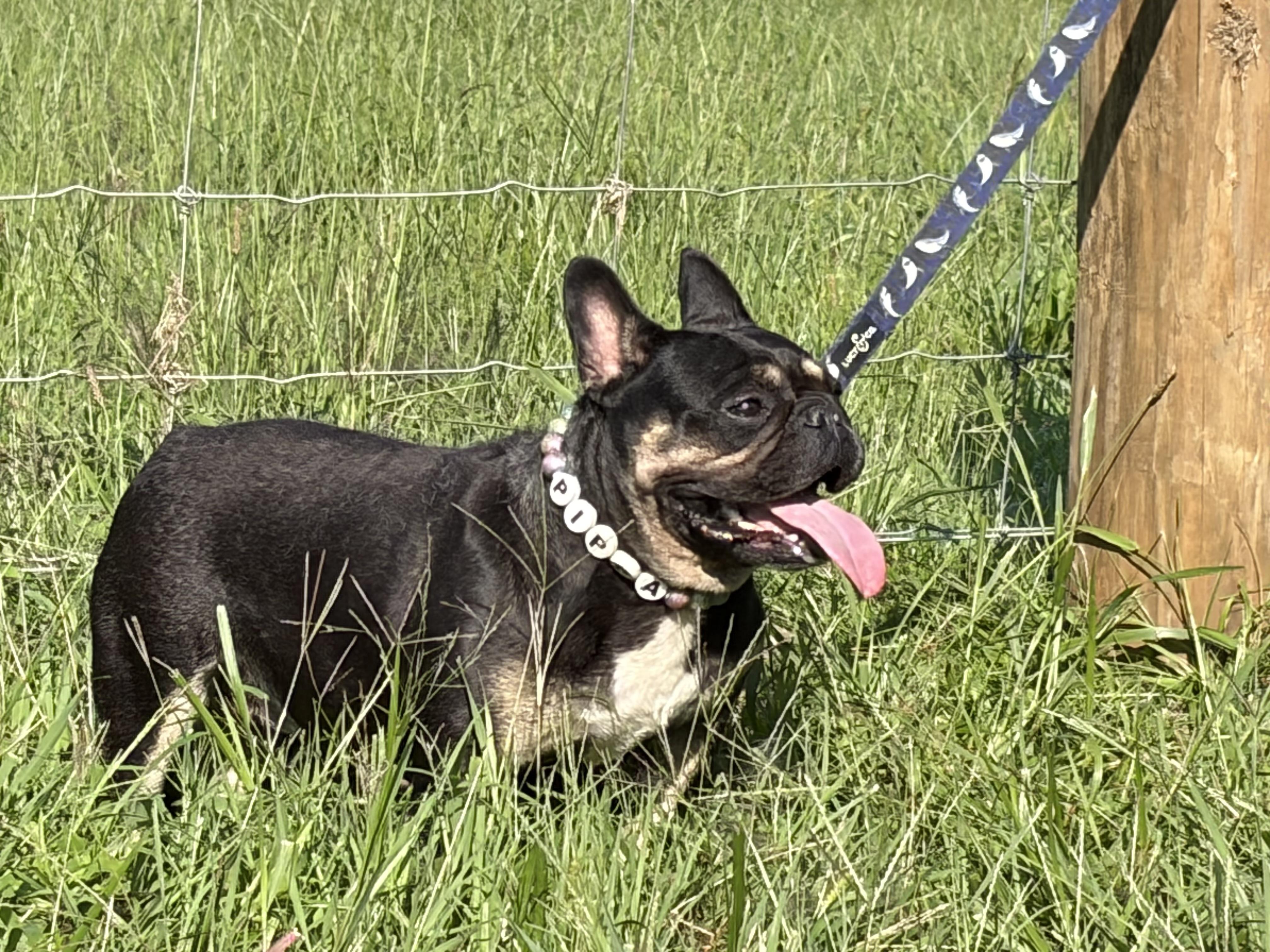 Enlarge Pippa, a Adoptable French Bulldog in Warrenton, VA image 5/5