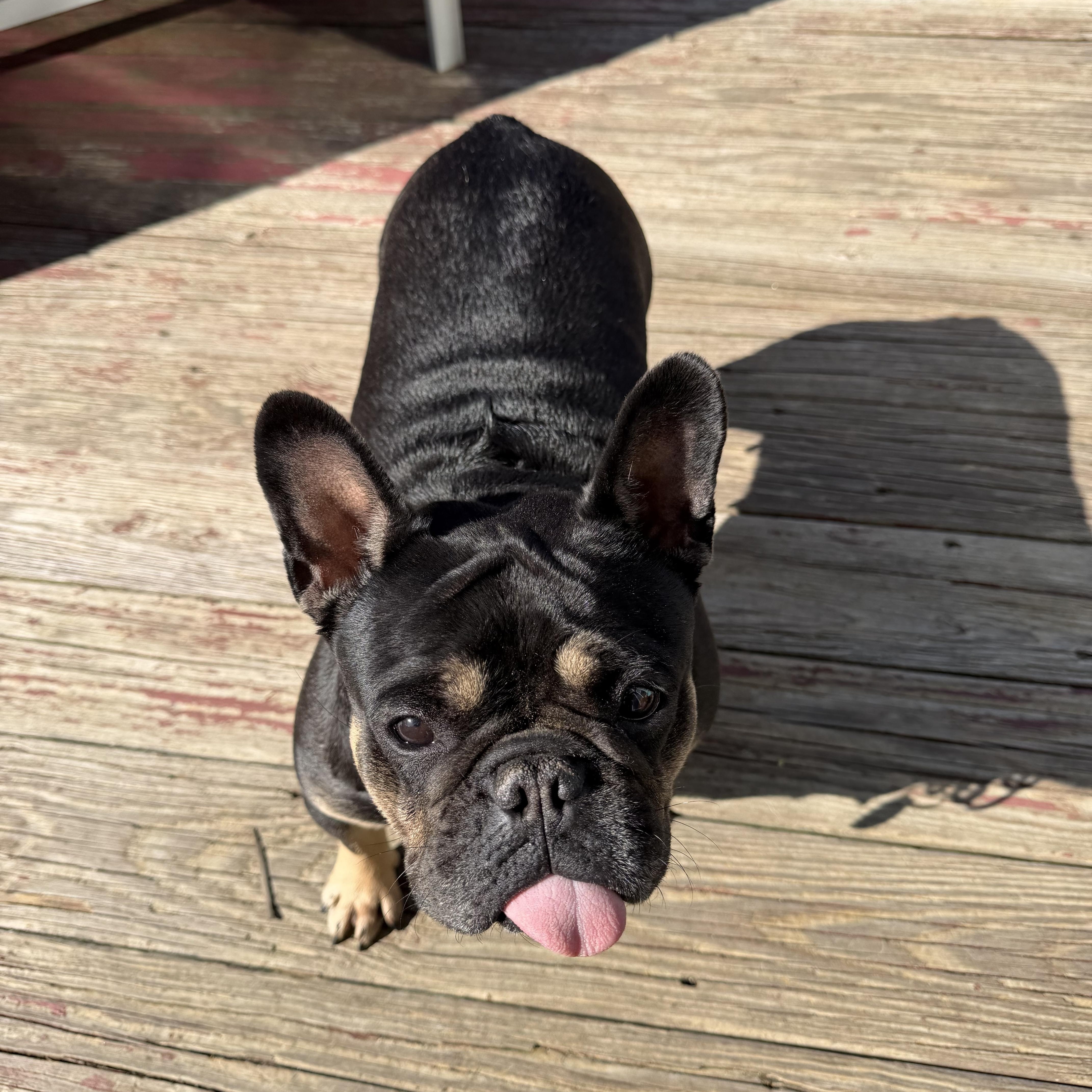Enlarge Pippa, a Adoptable French Bulldog in Warrenton, VA image 2/5