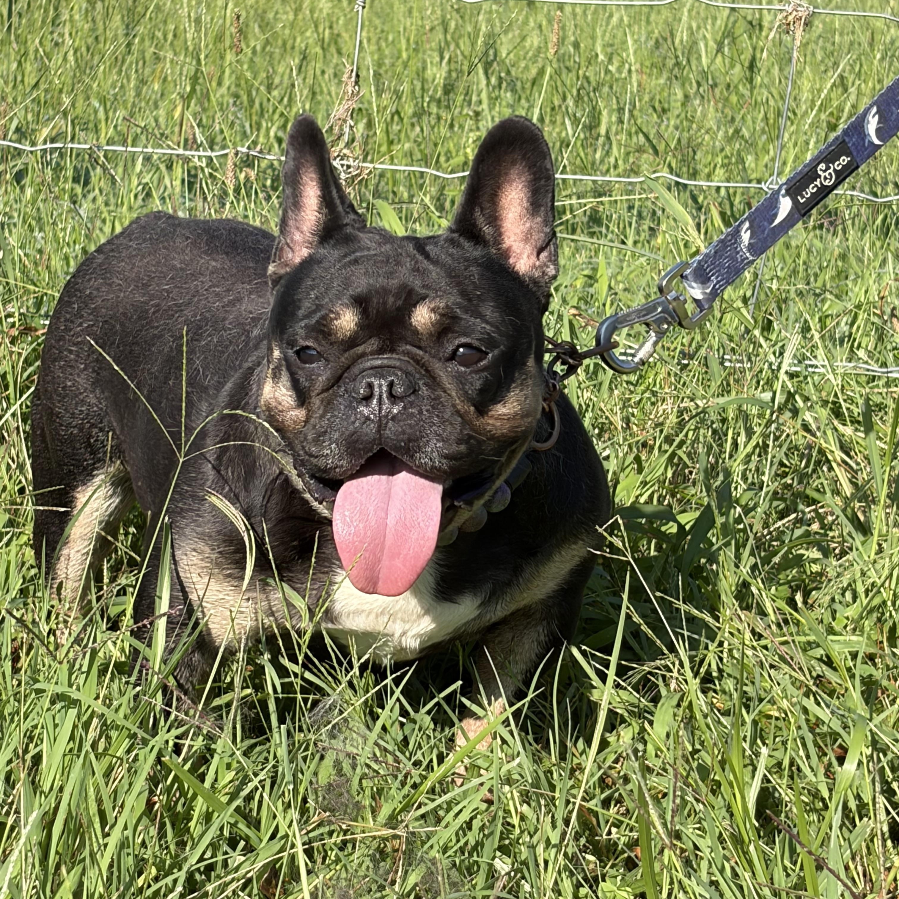 Enlarge Pippa, a Adoptable French Bulldog in Warrenton, VA image 4/5