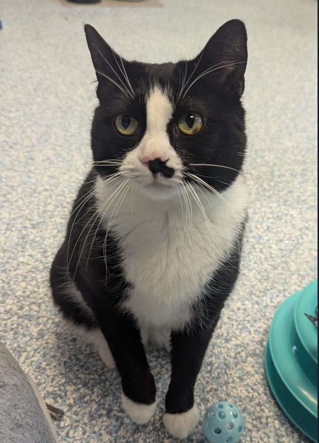 Enlarge Kitty, an adopted Domestic Short Hair in Stafford, VA image 1/1