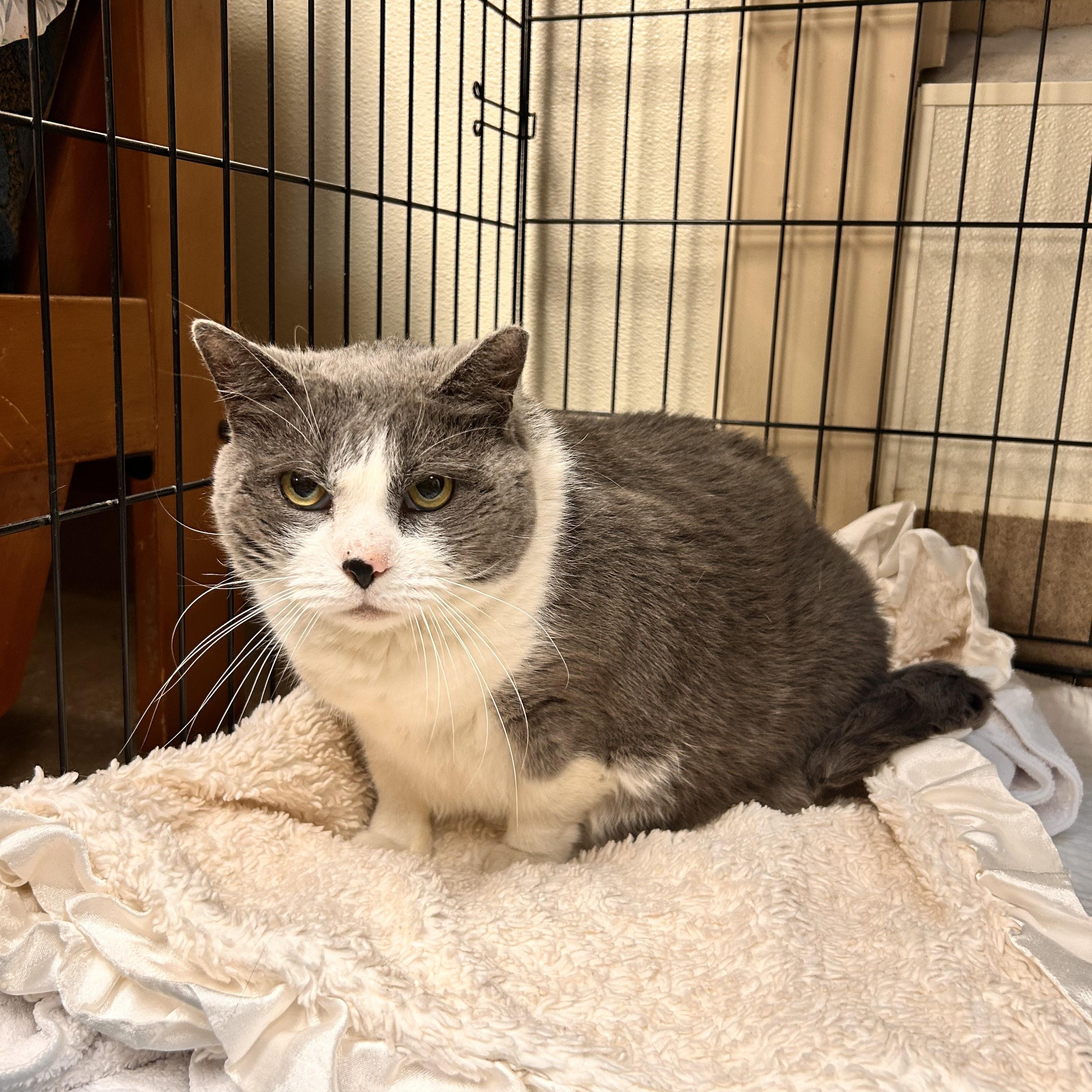 Kit-Kit, Adoptable, Adult Male Domestic Short Hair.