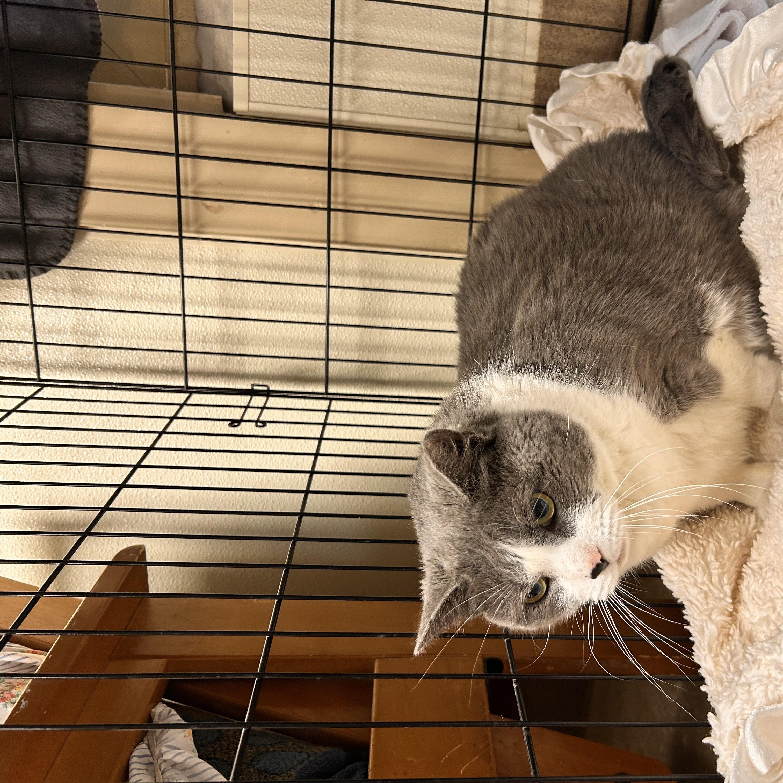 Enlarge Kit-Kit, a Adoptable Domestic Short Hair in Myerstown, PA image 2/2