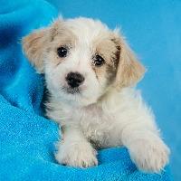 Enlarge Linden, an adoptable mixed breed in Minneapolis, MN image 3/4