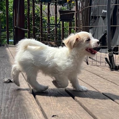 Enlarge Linden, an adoptable mixed breed in Minneapolis, MN image 2/4