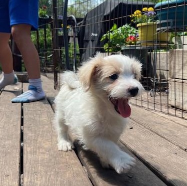 Enlarge Linden, an adoptable mixed breed in Minneapolis, MN image 1/4