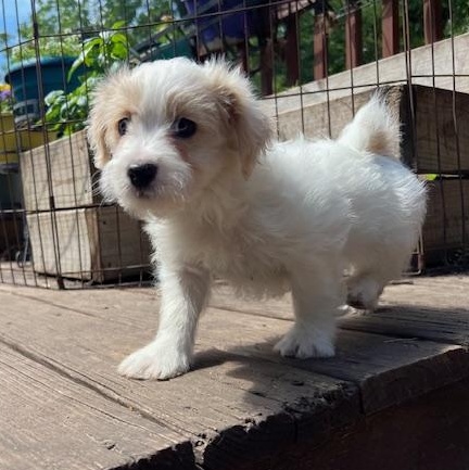 Enlarge Linden, an adoptable mixed breed in Minneapolis, MN image 4/4