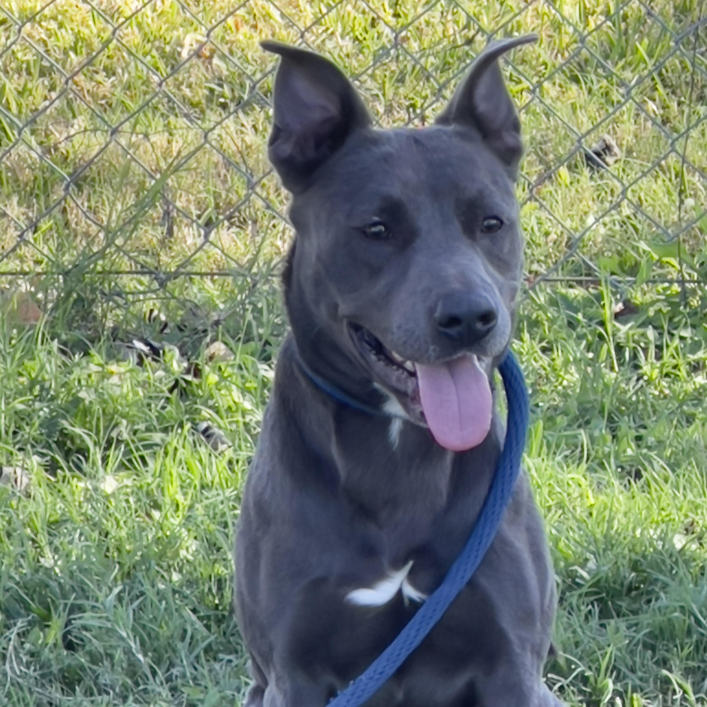 Dog for adoption - Axel, a Mixed Breed in Austin, TX | Petfinder