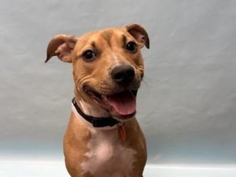 Wynnie, Adoptable, Puppy Female Pit Bull Terrier & Mixed Breed.