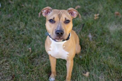 Enlarge Wynnie, a Adoptable mixed breed in Golden Valley, MN image 3/3