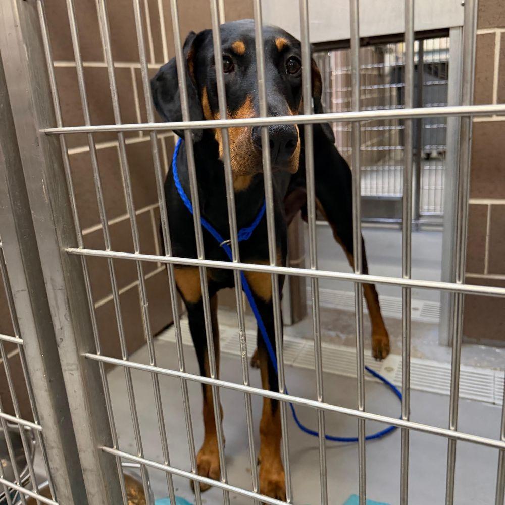 Enlarge Casimir, a ADOPTABLE Doberman Pinscher in Barrington, IL image 1/2