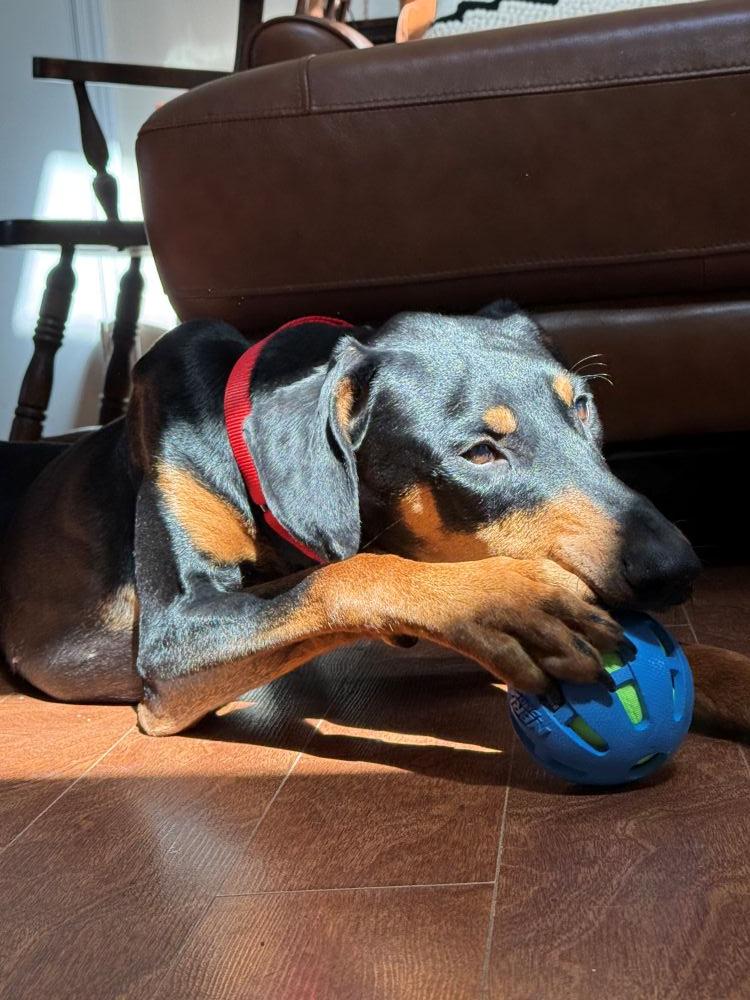 Casimir, a ADOPTABLE Doberman Pinscher in Barrington, IL image 3/4