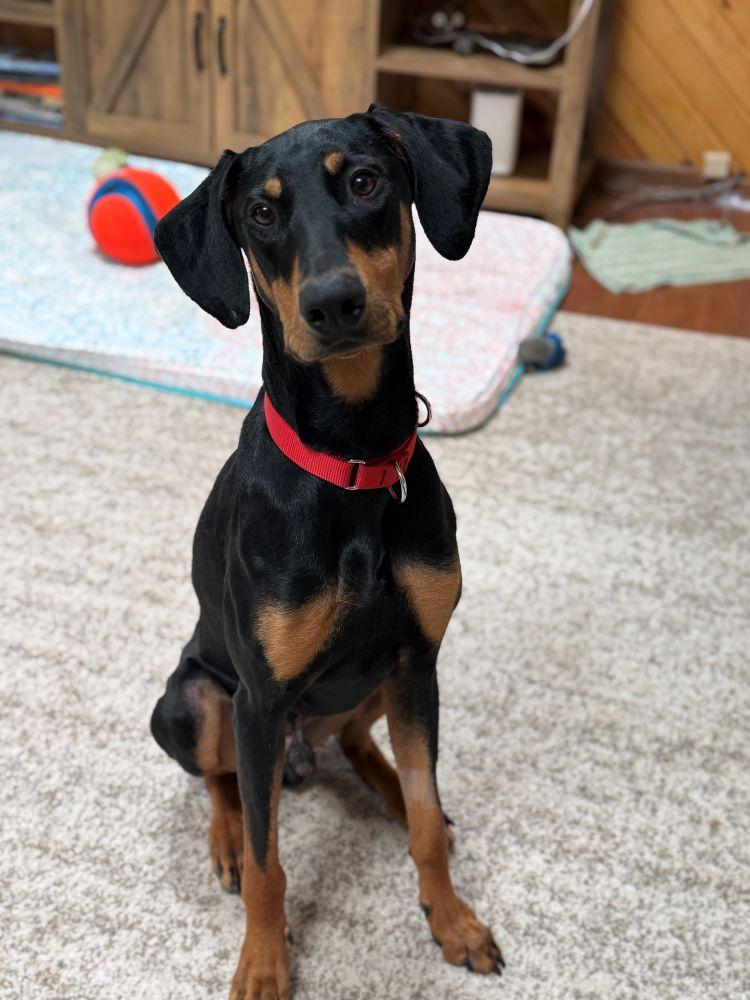 Casimir, a ADOPTABLE Doberman Pinscher in Barrington, IL image 4/4