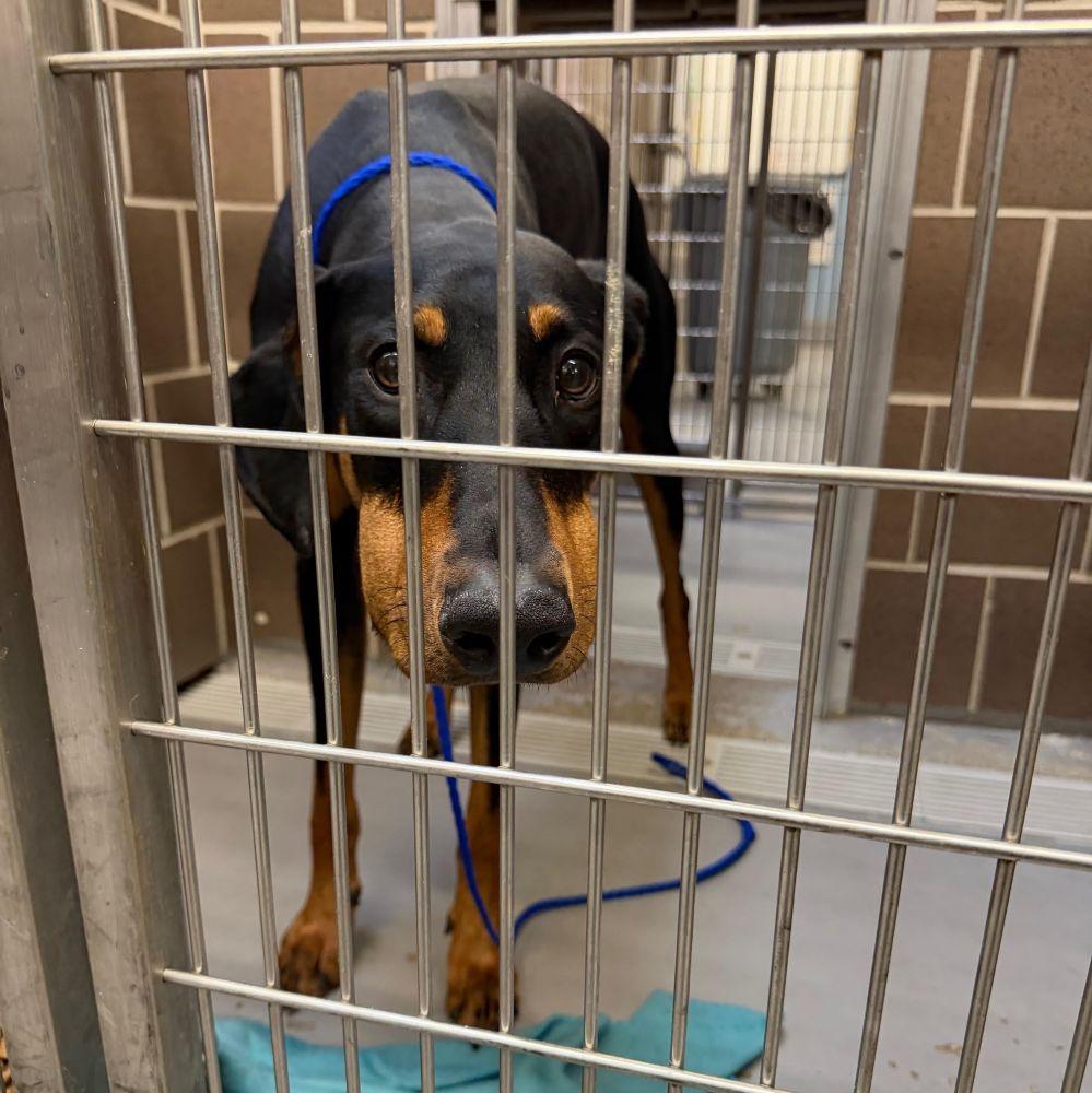 Enlarge Casimir, a ADOPTABLE Doberman Pinscher in Barrington, IL image 2/2