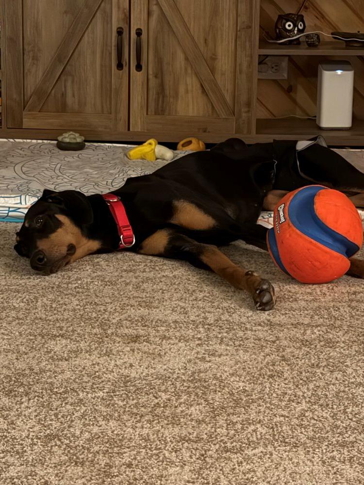 Casimir, a ADOPTABLE Doberman Pinscher in Barrington, IL image 2/4