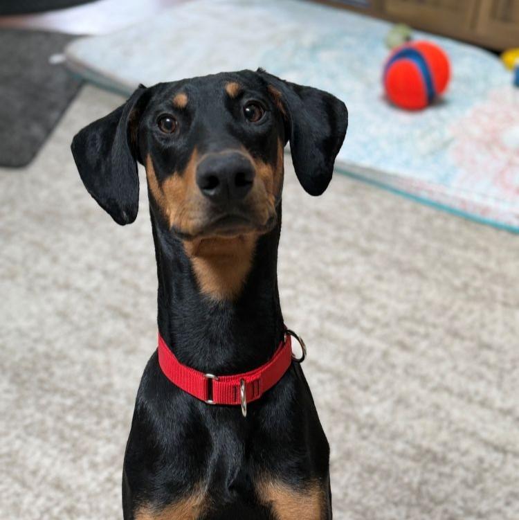 Casimir, ADOPTABLE, Young Male Doberman Pinscher.