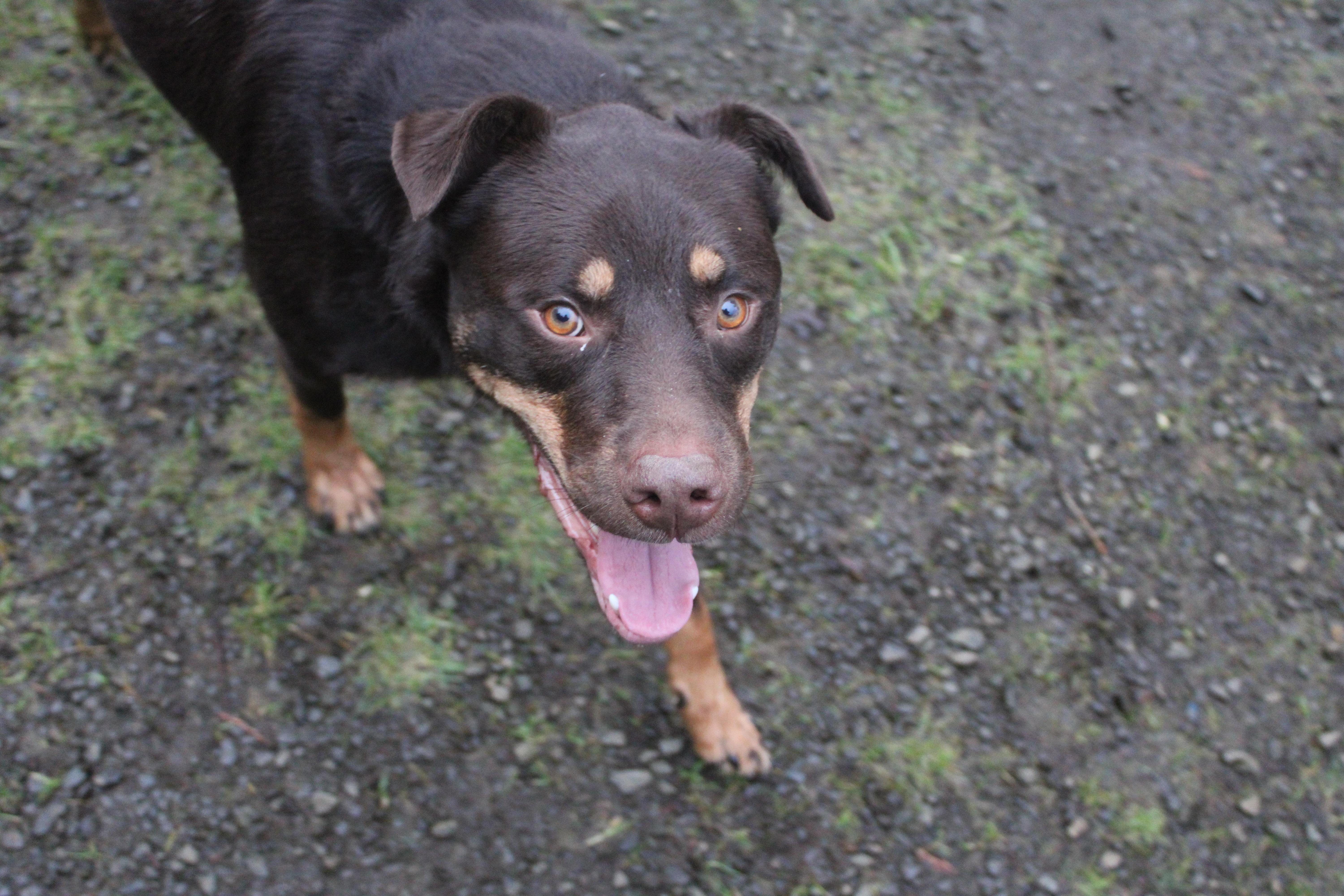 Enlarge Charlie, a ADOPTABLE mixed breed in Tillamook, OR image 2/5
