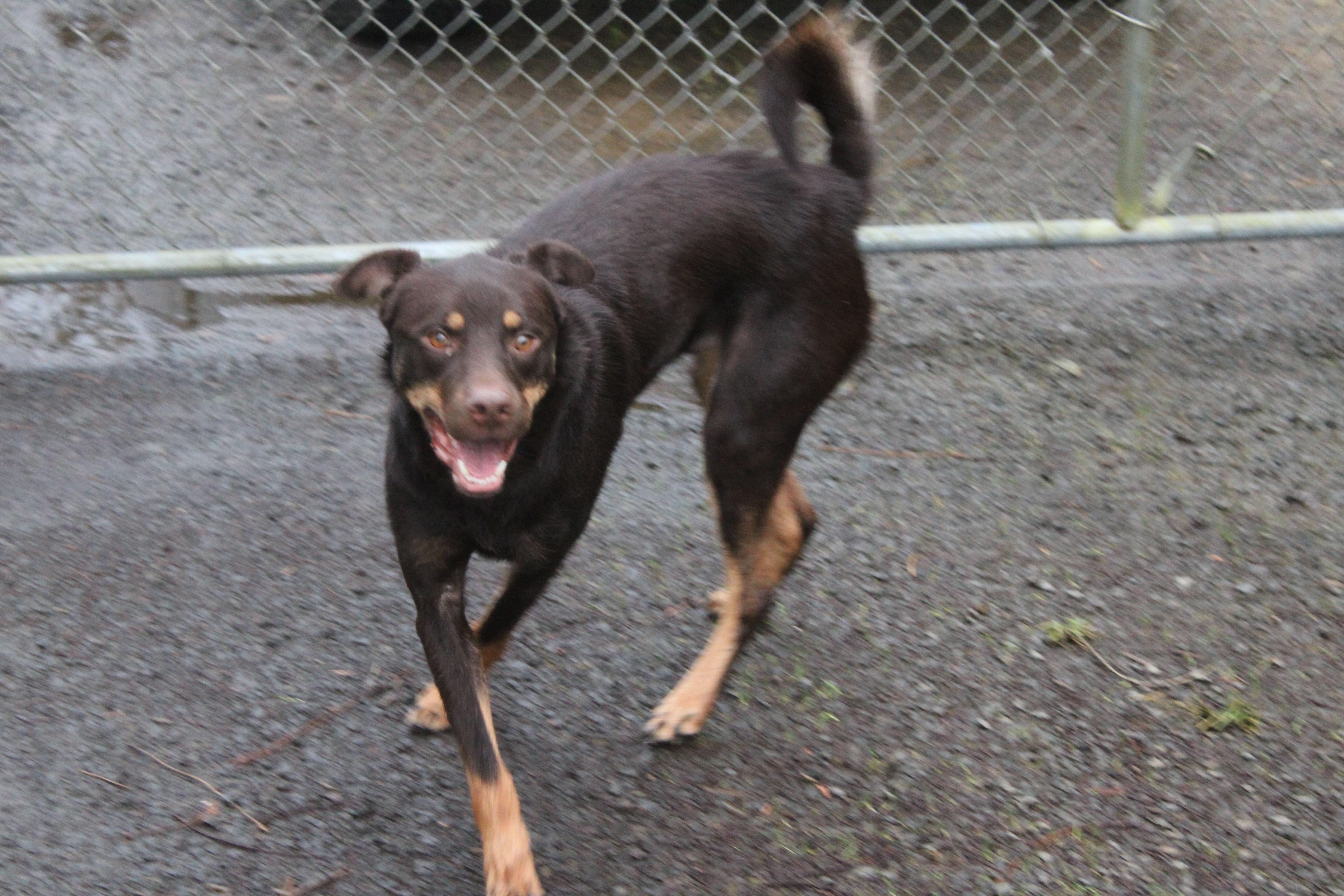 Enlarge Charlie, a ADOPTABLE mixed breed in Tillamook, OR image 4/5
