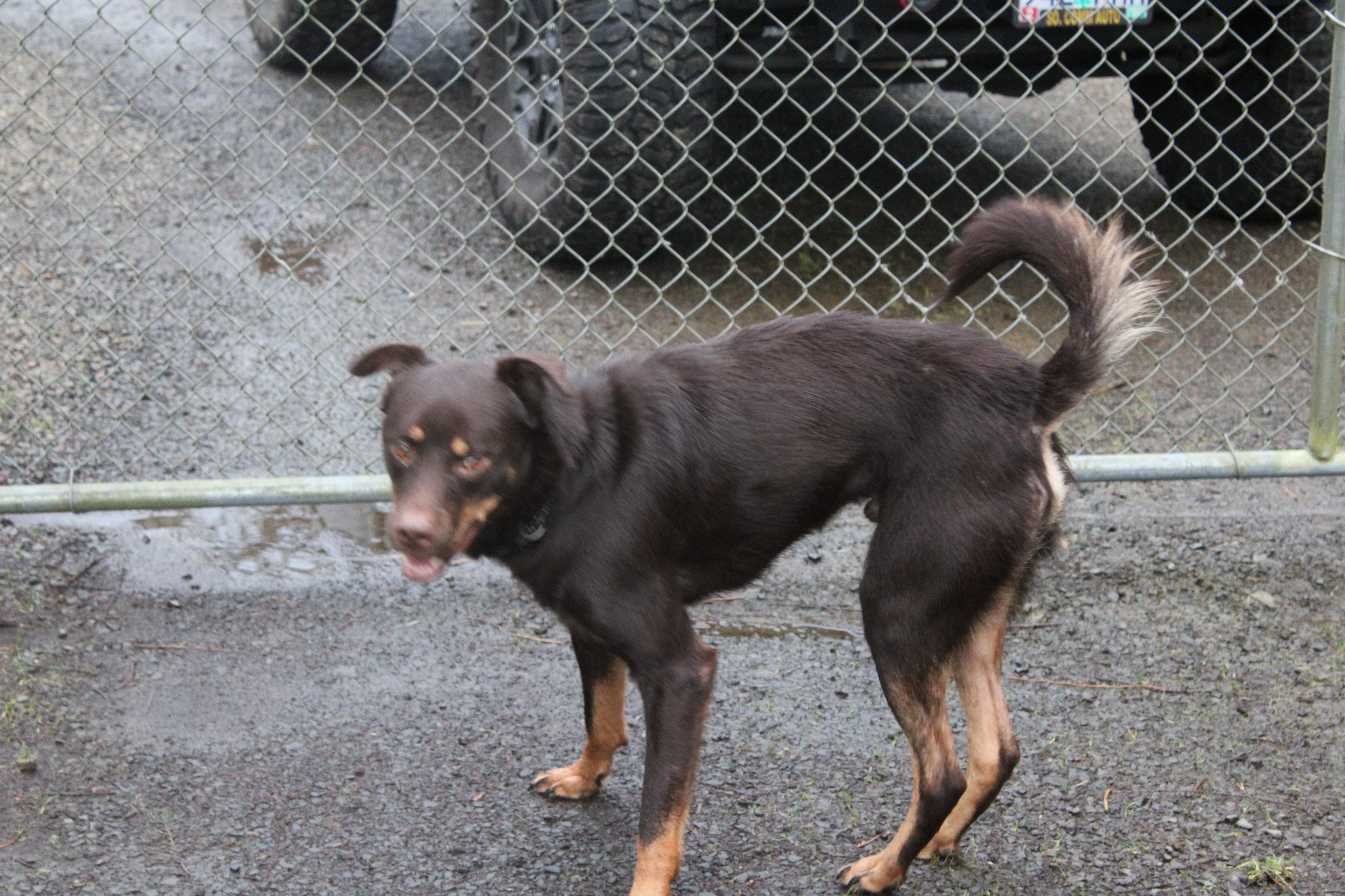 Enlarge Charlie, a ADOPTABLE mixed breed in Tillamook, OR image 3/5